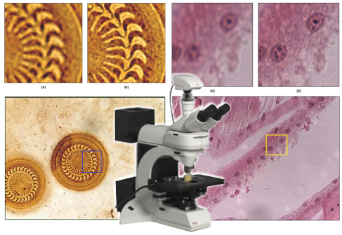 Microscopia